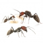 Preview: Camponotus singularis